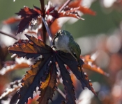 2019 09 15 LongFellowGardens 011